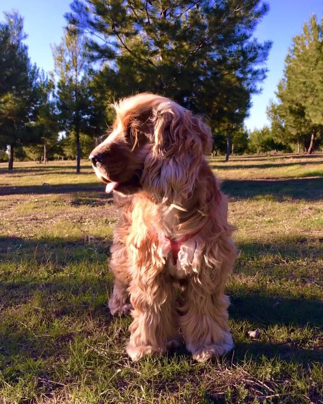 Foto real do Pipo sentado na grama do parque, ao sol